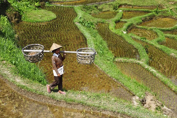 Rice farmer in the rice paddies of Tegallalang