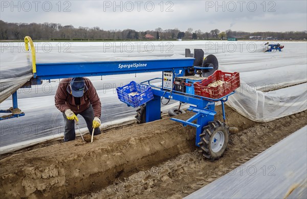 Seasonal workers working on an asparagus field while harvesting asparagus