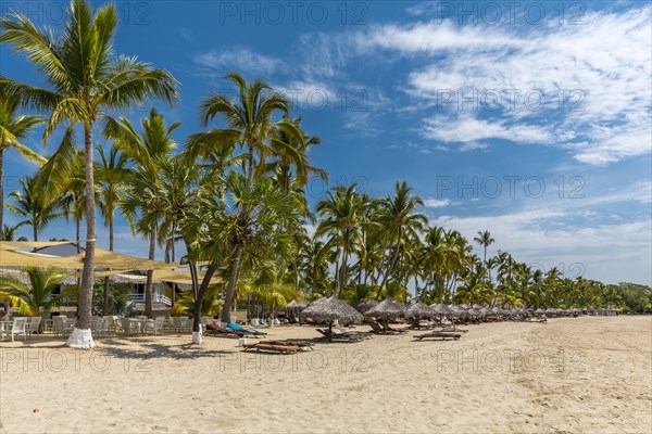 Row of palm trees