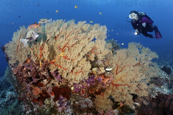 Diver viewing Harlequin sweetlip