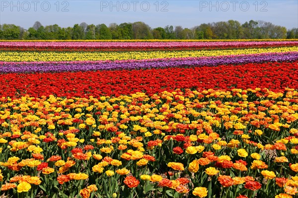 Colourful tulip fields