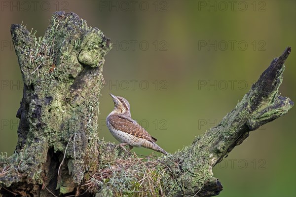 Eurasian Wryneck