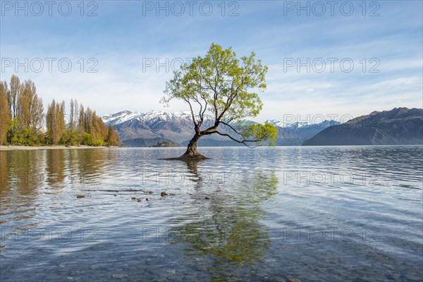 Single tree stands in water, Wanaka Lake
