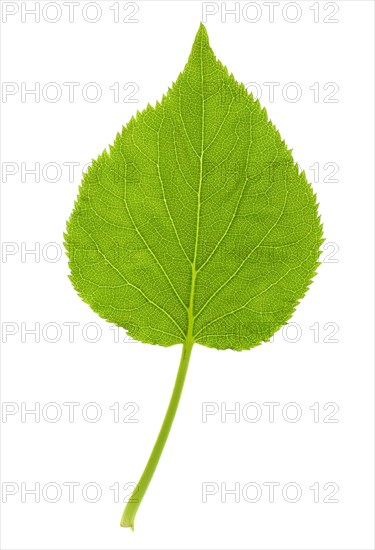 Leaf of bigleaf hydrangea (Hydrangea macrophylla), France