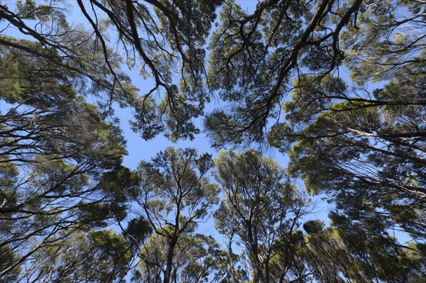 Kanuka Trees in Abel Tasman National Park, Abel Tasman Coastal Track