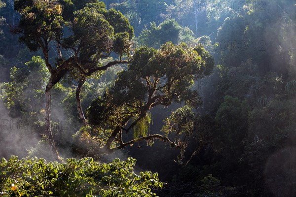 Rainforest, Andasibe-Mantadia National Park