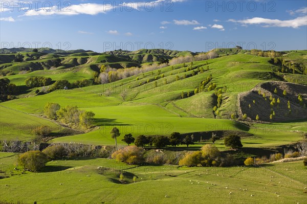 Green hilly pasture land, sheep grazing under a blue sky