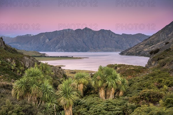 Subtropical palm plants and ferns at Lake Hawea, mountain range at sunset