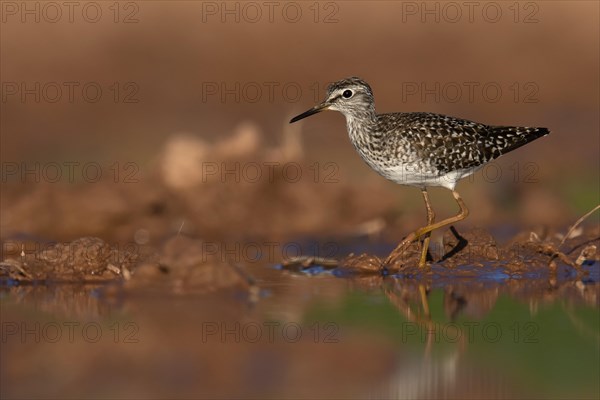 Wood sandpiper (Tringa glareola) in shallow water, Rhineland-Palatinate