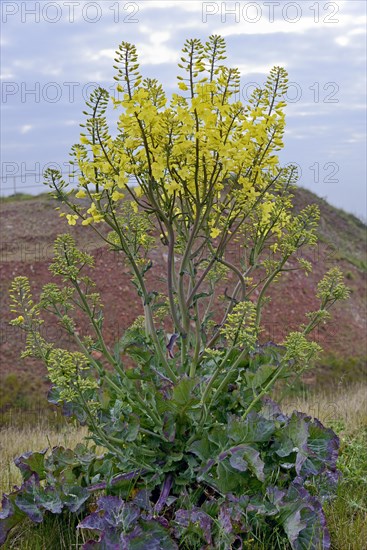 Wild cabbage (Brassica oleracea) in flower, endemic