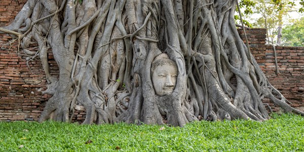 Head of a Buddha statue, grown in roots