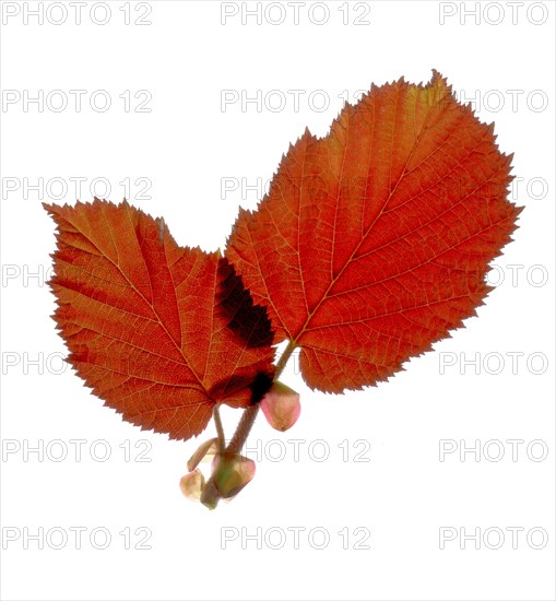 Purple Hazel leaves (Corylus maxima purpurea), France