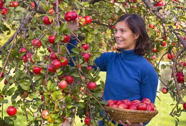 Young woman harvesting apples, 24 years