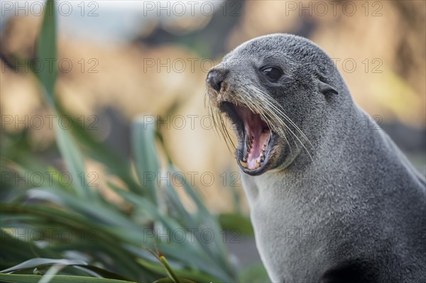 Young animal, New Zealand fur seal (Arctocephalus forsteri)