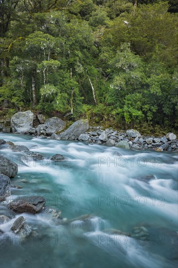 Dense vegetation, temperate rainforest