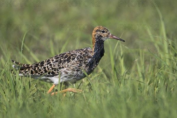 Combat runner (Calidris pugnax), running in a meadow