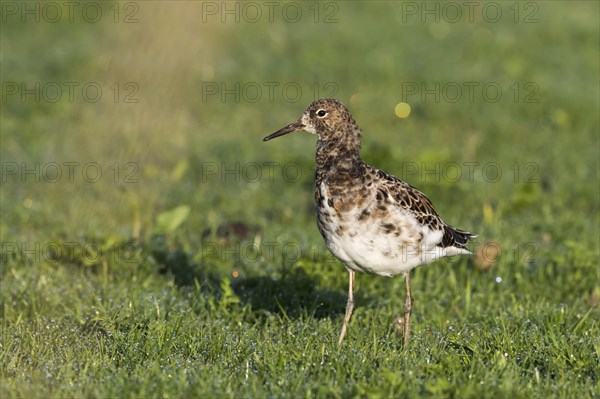 Ruff (Philomachus pugnax), female in a meadow