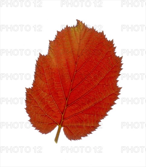 Purple Hazel (Corylus maxima purpurea), leaf