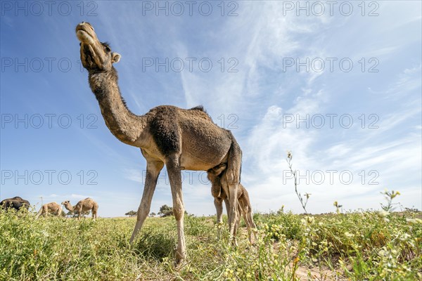 Dromedaries (Camelus dromedarius)), mother suckles young