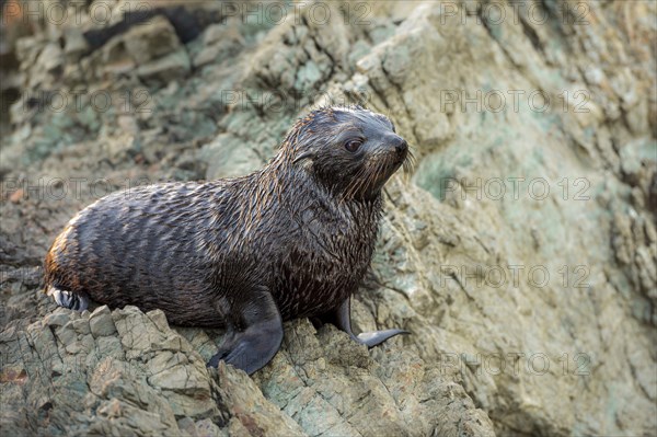 Cub New Zealand Sea Bear, Ear Seal