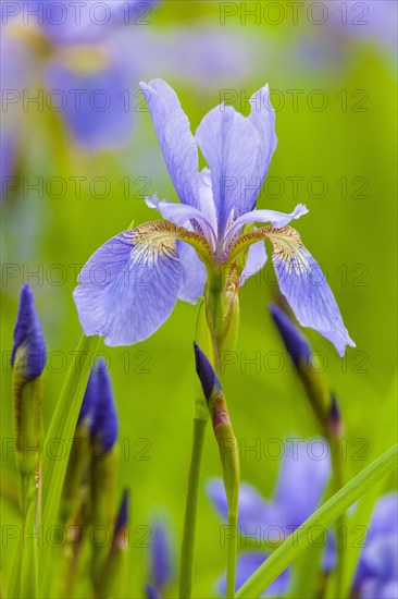 German Lily Hybrid (Iris germanica x hybrid), flower