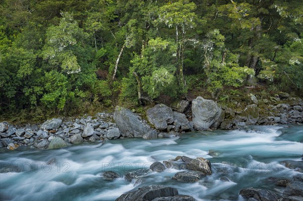 Dense vegetation, temperate rainforest