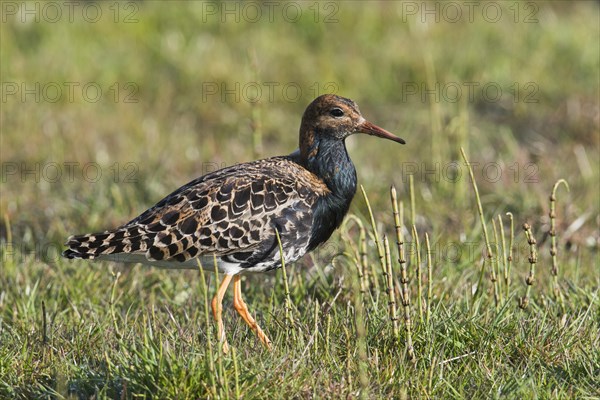 Combat runner (Calidris pugnax), running in a meadow