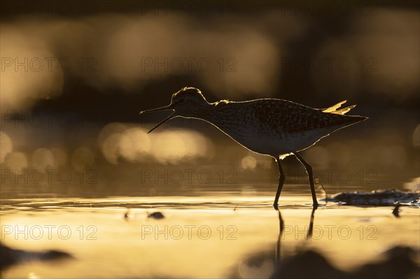 Wood sandpiper (Tringa glareola) in shallow water with back light, calling