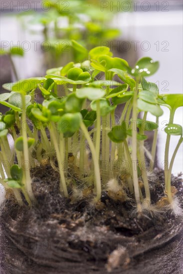 Germinated seeds, sprout