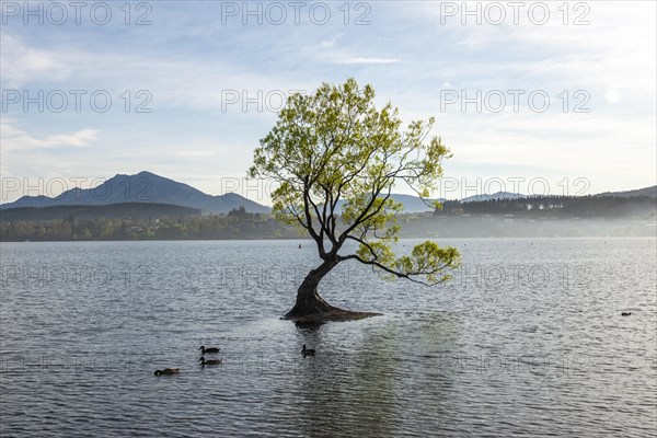 Single tree stands in water, Wanaka Lake