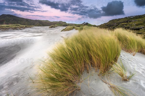 Grass-covered sand dunes at sunset, Wharariki Beach Puponga