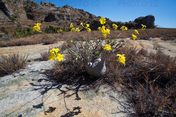 Yellow flowering Elephant's Foot Plant (Pachypodium rosulatum), Isalo National Park