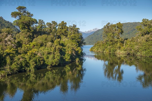 Rimu (Dacrydium cupressinum) and tree ferns in the temperate rainforest dam banks of the Moeraki River under blue skies, near Whataroa