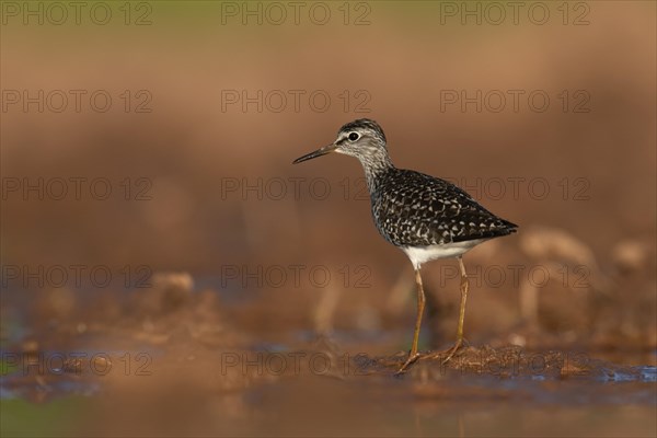 Wood sandpiper (Tringa glareola) in shallow water, Rhineland-Palatinate