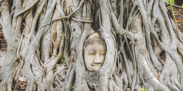 Head of a Buddha statue, grown in roots