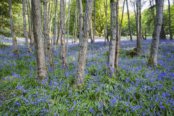 Bluebells in woodland, Aberfeldy