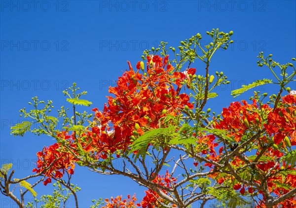 Royal Poinciana (Delonix regia), protected area Oronjia