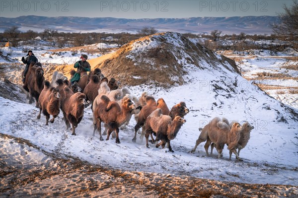 Camel driver with herd of camels