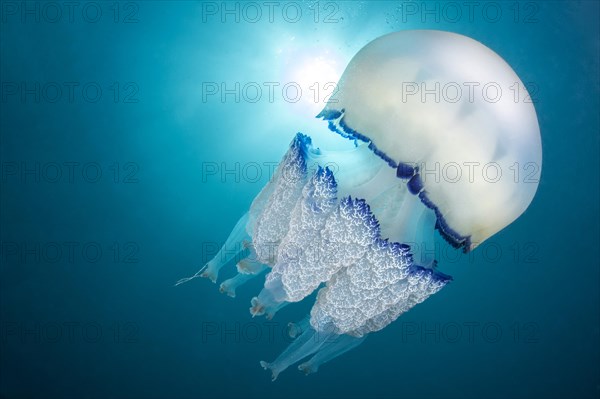 Root-mouth jellyfish