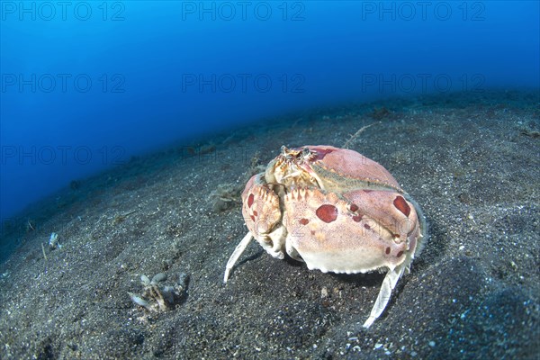 Spotted box crab