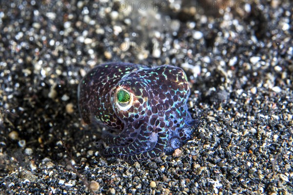 Bobtail squid