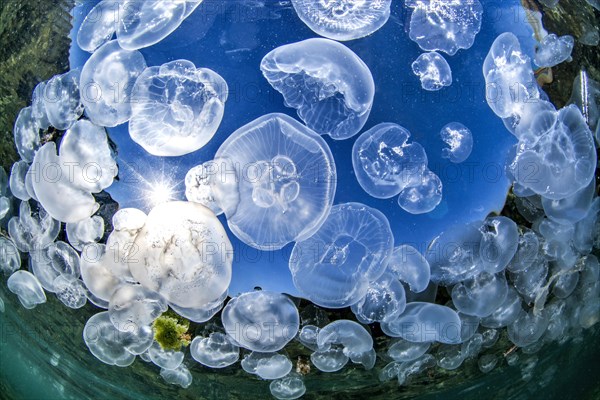 School of Common jellyfishes