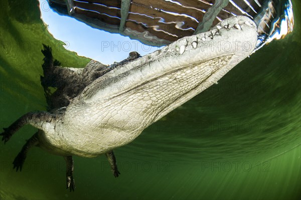 American crocodile