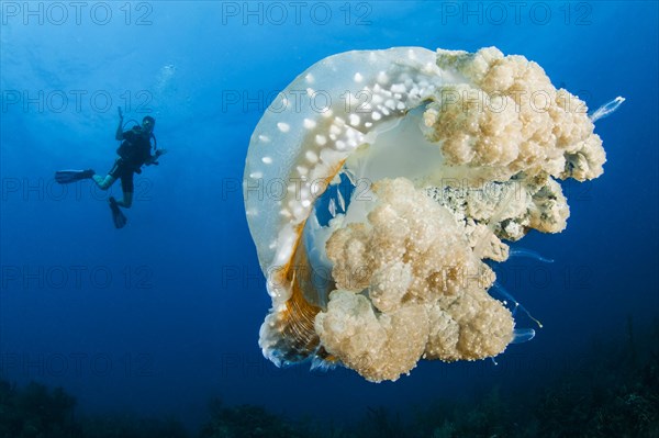 Australian spotted jellyfish