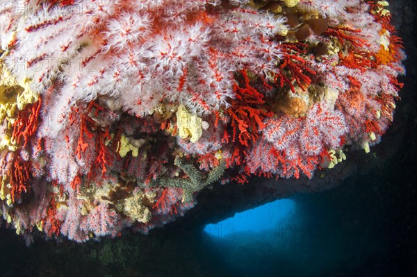 Ceiling of an underwater cave inhabited by Red coral