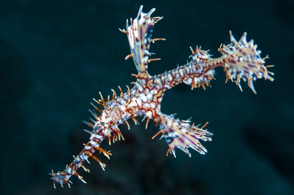 Ornate ghost pipefish