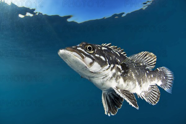 Wreckfish