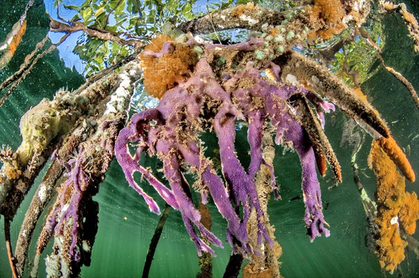 Sponges on mangrove roots