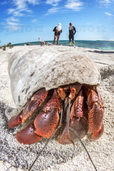 Strawberry hermit crab