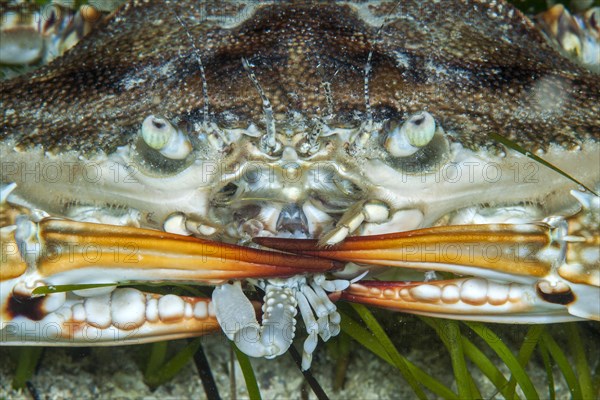 Swimming crab